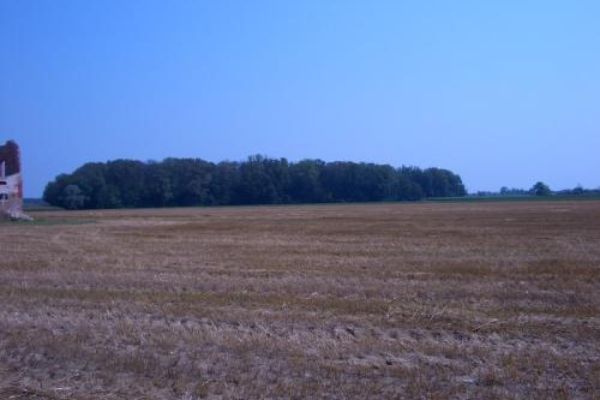 Bosco Planiziale di Basalghelle