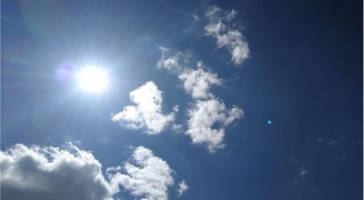 sole sole